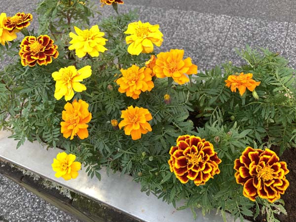 flowers-yuppie_4605a.jpg