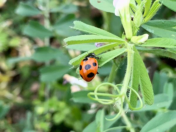 ladybug_2614a.jpg