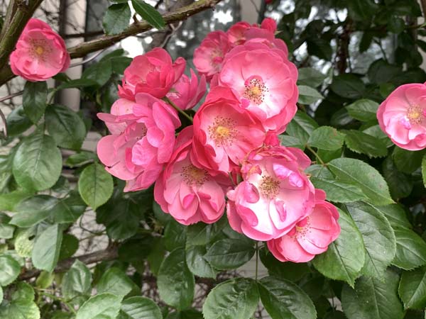 roses-yuppie_7131a.jpg