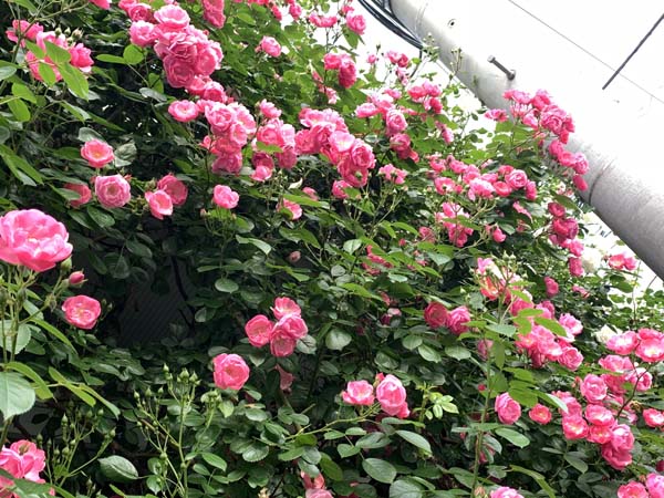 roses-yuppie_7135a.jpg
