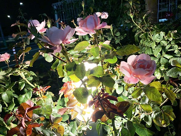 roses_1662c.jpg